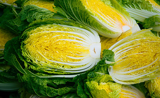 따뜻한 흙속에서 수분감을 가득 머금은 배추